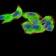 CFHR5 Primary Antibody MP30986 [M3A10A5]