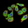 YWHAB Primary Antibody MP30990 [M5B5G10]
