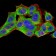 YWHAB Primary Antibody MP30990 [M5B5G10]