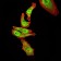 RAN Primary Antibody MP30993 [M8D1A6]