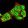 RAN Primary Antibody MP30993 [M8D1A6]