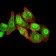 RAN Primary Antibody MP30993 [M8D1A6]