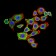 CDH11 Primary Antibody MP30998 [M4E12G10]