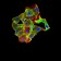 TRAF2 Primary Antibody MP31005 [M5C2C3]