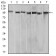 XRN2 Primary Antibody MP31011 [M7C5B10]