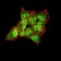 SYN1 Primary Antibody MP31014 [M7B1D9]