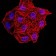 SYN1 Primary Antibody MP31014 [M7B1D9]