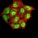 SYN1 Primary Antibody MP31014 [M7B1D9]