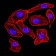 SYN1 Primary Antibody MP31015 [M7H10G6]
