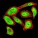 SYN1 Primary Antibody MP31015 [M7H10G6]