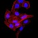 SYN1 Primary Antibody MP31015 [M7H10G6]