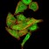 SYN1 Primary Antibody MP31015 [M7H10G6]