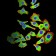 ARF1 Primary Antibody MP31017 [M8D8E9]