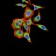 ARF1 Primary Antibody MP31017 [M8D8E9]