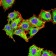 Rab6b Primary Antibody MP31020 [M6D12E4]