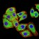 PLD2 Primary Antibody MP31024 [M7E4D9]