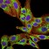 PLD2 Primary Antibody MP31024 [M7E4D9]