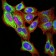 PGRMC1 Primary Antibody MP31028 [M6F9A1]