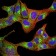 PGRMC1 Primary Antibody MP31029 [M7G11G8]