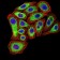 PSMC3 Primary Antibody MP31040 [M1G10B7]