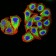 PSMC3 Primary Antibody MP31041 [M1G10C9]