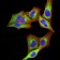 PSMC3 Primary Antibody MP31041 [M1G10C9]