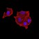 PTPN14 Primary Antibody MP31049 [M2C12E3]