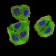 EIF5 Primary Antibody MP31052 [M6D6H11]