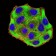 UFD1L Primary Antibody MP31059 [M4F11A4]