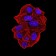 UFD1L Primary Antibody MP31060 [M2A6F3]