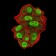 UFD1L Primary Antibody MP31060 [M2A6F3]