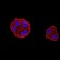 DDX1 Primary Antibody MP31065 [M3E5B2]