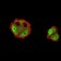 DDX1 Primary Antibody MP31065 [M3E5B2]