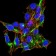 DDX58 Primary Antibody MP31069 [M4G1B6]