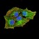 ALK Primary Antibody MP31080 [M7A11A4]