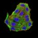 RBFOX3 Primary Antibody MP31081 [M5A4B9]