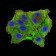 RBFOX3 Primary Antibody MP31082 [M1H3B2]