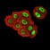 ZFP91 Primary Antibody MP31085 [M8C3D5]