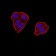 ZFP91 Primary Antibody MP31086 [M7G11H2]