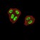 ZFP91 Primary Antibody MP31086 [M7G11H2]