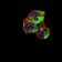 CPV-NS1 Primary Antibody MP31093 [M2B5B7]