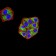 KDM3A Primary Antibody MP31096 [M3G10C2]
