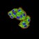 MIB1 Primary Antibody MP31100 [M6A9C9]