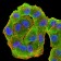 HLA-DRA Primary Antibody MP31113 [M1C11A5]