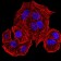 HLA-B Primary Antibody MP31114 [M2G7B10]