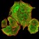 HLA-B Primary Antibody MP31114 [M2G7B10]