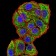 CPV-VP2 Primary Antibody MP31118 [M2G10A3]
