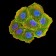 CCND1 Primary Antibody MP31137 [M3B6G3]