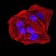 ANAPC10 Primary Antibody MP31139 [M3E9A9]