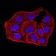 ANAPC10 Primary Antibody MP31140 [M8F1D10]